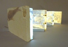 20th Century Fossil Book thumbnail